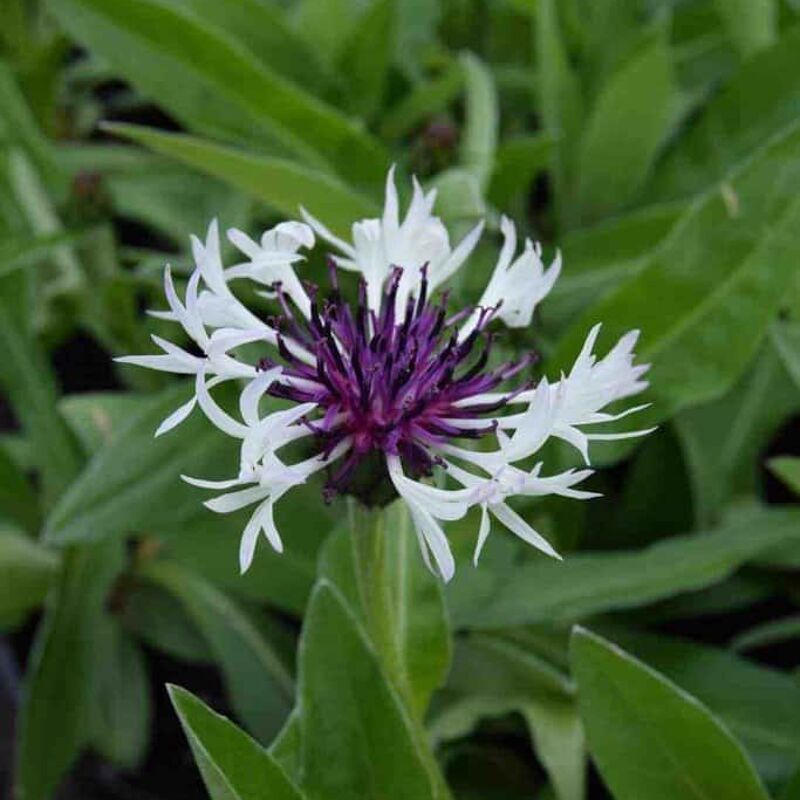 Centaurea montana 'Amethyst in Snow' ---